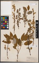 Salix balsamifera (Hook.) Barratt ex Andersson